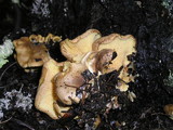 Tricholomopsis rutilans image