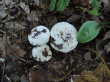 Lactarius subvellereus image