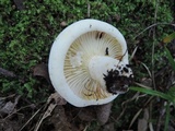 Lactarius subvellereus image