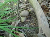 Retiboletus griseus image