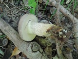 Retiboletus griseus image