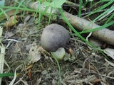 Retiboletus griseus image