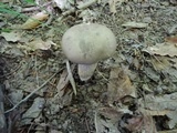 Retiboletus griseus image