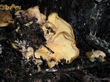 Tricholomopsis rutilans image