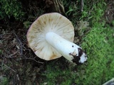 Russula vinacea image