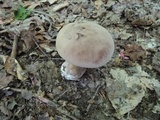 Tylopilus rubrobrunneus image