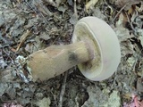Tylopilus rubrobrunneus image