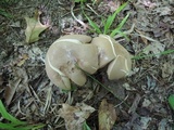 Tylopilus rubrobrunneus image