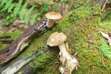 Tylopilus felleus image