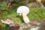 Tylopilus felleus image