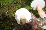 Tylopilus felleus image