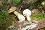 Tylopilus felleus image