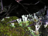 Cladonia macilenta var. bacillaris image