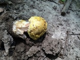 Amanita flavorubens image
