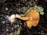 Gymnopilus sapineus image