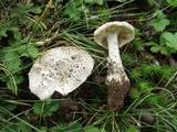 Amanita onusta image