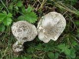 Amanita onusta image