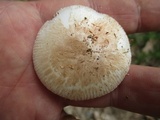 Amanita pseudovolvata image