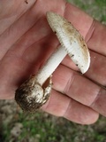 Amanita pseudovolvata image