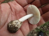 Amanita pseudovolvata image