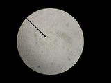 Amanita pseudovolvata image