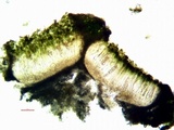 Aspicilia pacifica image
