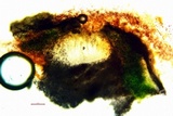 Aspicilia pacifica image