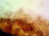 Aspicilia pacifica image