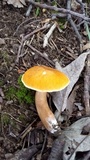 Gyroporus castaneus image