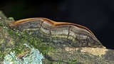 Phellinus tremulae image