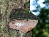 Phellinus igniarius image