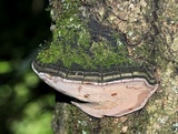 Phellinus igniarius image