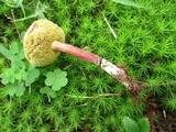 Boletus chrysenteron image