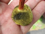 Boletus chrysenteron image