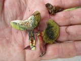 Boletus chrysenteron image