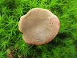 Boletus chrysenteron image