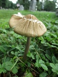 Oudemansiella furfuracea image