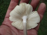 Oudemansiella furfuracea image