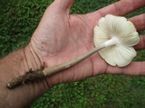 Oudemansiella furfuracea image