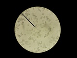 Oudemansiella furfuracea image