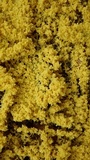 Fuligo septica image