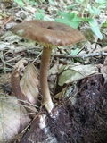 Lactarius lignyotus var. lignyotus image