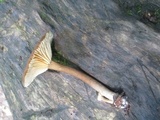 Lactarius lignyotus var. lignyotus image