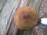 Lactarius lignyotus image