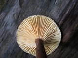 Lactarius lignyotus var. lignyotus image