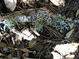 Usnea cornuta image