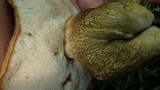 Tylopilus felleus image