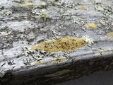 Pyrrhospora quernea image
