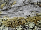 Pyrrhospora quernea image