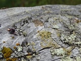 Pyrrhospora quernea image